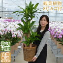 【幸福の木あります】観葉植物 大型 8号鉢(100cm〜) 送料無料 選べる11種 全国配送【観葉植物 鉢 インテリア パキラ 幸福の木(マッサン) ユッカ(青年の樹) ストレリチア カポック サンスベリア 開店祝 開院 新築 受章祝い お歳暮】【ka8】