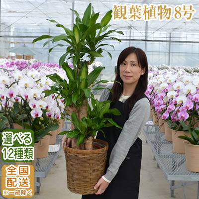 観葉植物 大型 8号鉢 100cm〜 選べる11