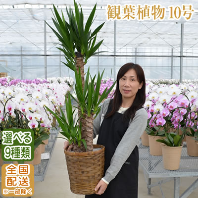 シェフレラ 観葉植物 観葉植物 大型 10号鉢 140cm〜 選べる9種 全国配送【観葉植物 鉢 インテリア パキラ 幸福の木(マッサン) ユッカ(青年の樹) カポック サンスベリア 開店祝 開院祝 引越祝 新築祝 育て方 受章祝い おしゃれ おすすめ】【ka10】