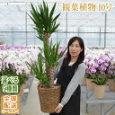 観葉植物 大型 10号鉢 140cm〜 選べる9種 全国配送【観葉植物 鉢 インテリア パキラ 幸福の木(マッサン) ユッカ(青年の樹) カポック サンスベリア 開店祝 開院祝 引越祝 新築祝 育て方 受章祝い おしゃれ おすすめ】【ka10】