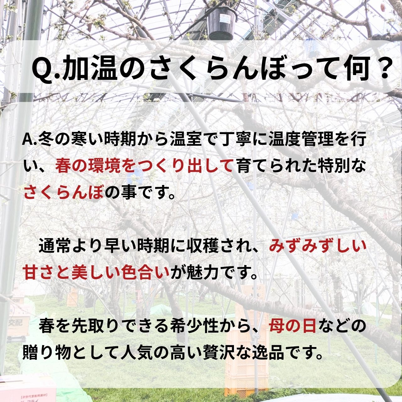 加温 さくらんぼ 紅秀峰 ダイヤパック 2個 山形県産 日付指定不可 クール便 送料無...