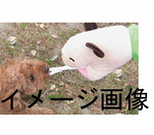 �Կ���ա��ڥåȤ�ͷ�٤�����������ѥڥåȡ��ϥ�ɥѥڥåȡ��ؿͷ�����󥭡����� (���롦����)�������󥷥åץȥ��������� (���̡�����)�Ѥ̤������