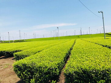 狭山茶 茶葉 茶 送料無料 ギフト AS30 敬老の日 お彼岸 お歳暮 お年賀 内祝 快気祝【狭山茶問屋 鈴木園】