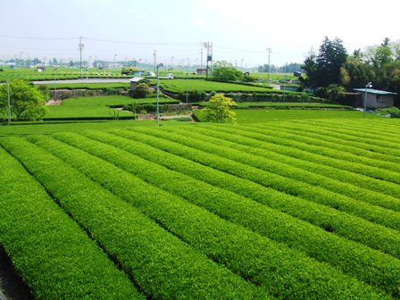 狭山茶 煎茶　銘茶 内祝い ギフト「玉川上水」（桃たとう紙100g×2（200g）【狭山茶問屋 鈴木園】【お茶】【緑茶】【お歳暮】お年賀