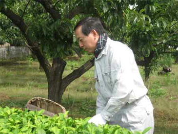 狭山茶 お茶 煎茶 狭山 茶 メール便 送料無料 「天下一」東京都 小平市【狭山茶問屋 鈴木園】