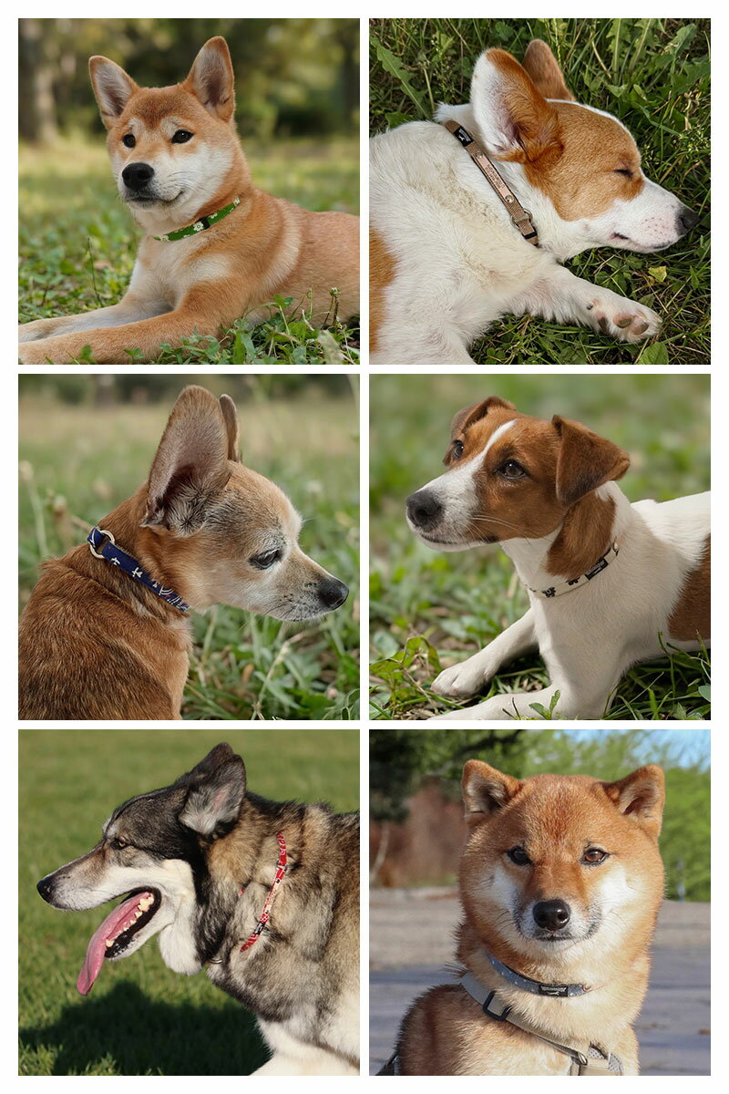 犬 首輪 迷子札 チョーカー 災害対策 24時間装着可能 軽い 軽量 迷子札付き おしゃれ かわいい 名入れ 名前入り 名札 小型犬 中型犬 大型犬 シニア犬 すず工房 SUZUKOUBOU【本革迷子札付きチョーカー Vol.2】 2