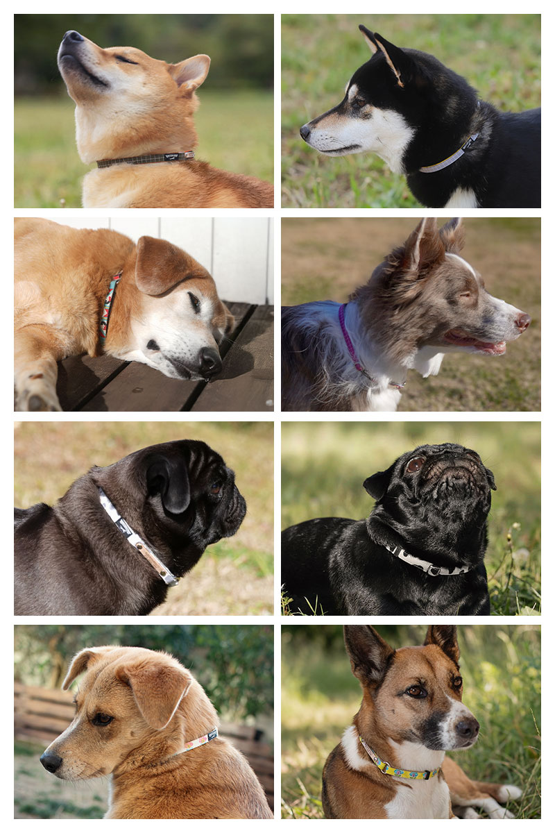 犬 首輪 迷子札 チョーカー 災害対策 24時間装着可能 小型犬 中型犬 大型犬 シニア...
