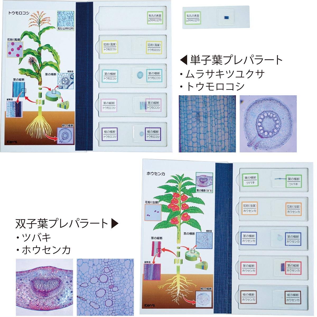 植物の分類学習用 プレパラート 単子葉 双子葉セット 図解 保管ケース付