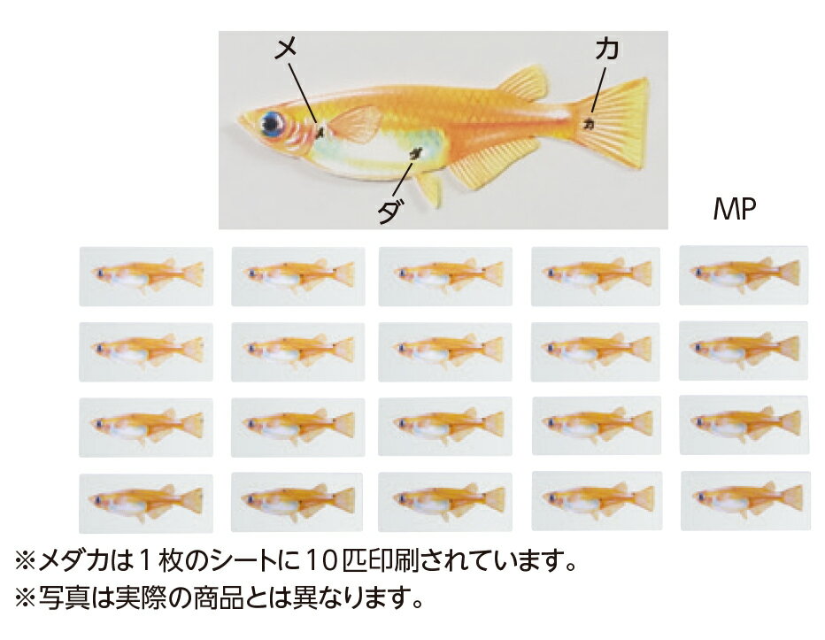 試験管ストッパー キャップストッパー フランジタイプ 直径12mm クリア 100個