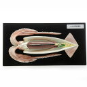 イカの解剖模型 スルメイカ 解剖模型
