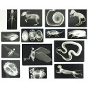 動物 レントゲン 写真 AN ナリカ G40-7312