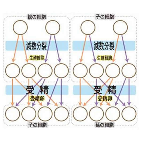 中学校 理科 説明ボード 遺伝とメンデルの法則