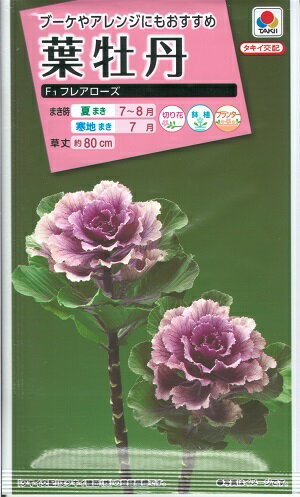 花種子　『タキイ種苗』　葉牡丹　フレアローズ　40粒袋詰　【送料込み】