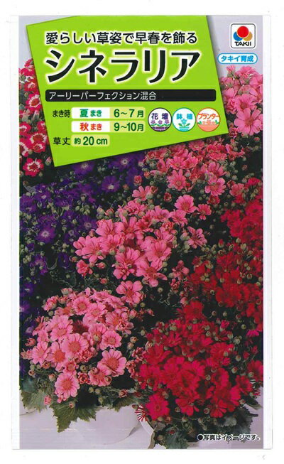 花種子 シネラリア「アーリーパーフェクション混合」0.07ml（タキイ種苗）【送料込み】サイネリア／蕗櫻／富貴桜／フウキザクラ