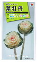 花種子 葉牡丹「瀬戸の日の出」0.5ml(タキイ種苗)【送料込み】葉ぼたん/牡丹菜/ボタンナ/オランダナ