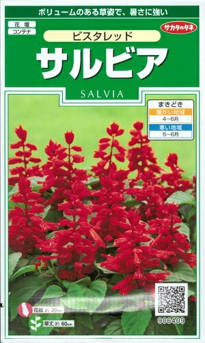 花種子 サルビア「ビスタレッド」 25粒(サカタのタネ) 【送料込み】セージ 緋衣草 ひいそう ヒイソウ