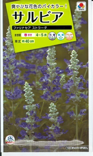 花種子 サルビア「ファリナセア ストラータ」 0.3ml(約80本分)(タキイ種苗) 【送料込み】セージ 緋衣草 ひいそう ヒイソウ FSR513