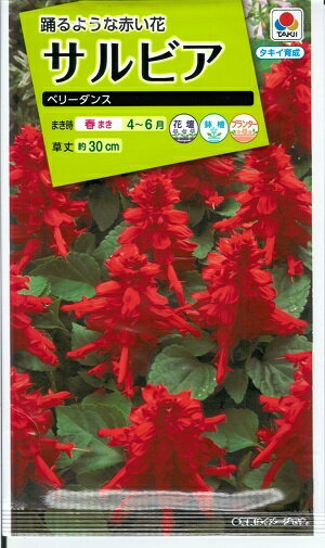 花種子　『タキイ種苗』　サルビア　ベリーダンス　0，3ml袋詰　(約20本分)　【送料込み】