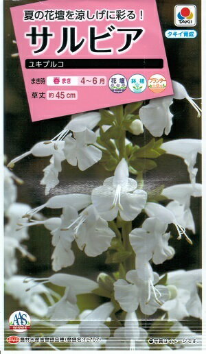 花種子 サルビア「ユキプルコ」 0.1ml(約20本分)(タキイ種苗) 【送料込み】セージ 緋衣草 ひいそう ヒイソウ FSR303