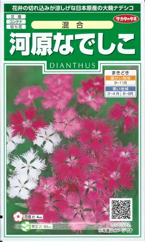 花種子 河原なでしこ「混合」　0.5ml（約150本分）（サカタのタネ）　【送料込み】 撫子／ナデシコ