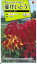 花種子　『タキイ種苗』　葉げいとう　クオドリカラー混合　0．6ml袋詰　(約400本分)　【送料込み】