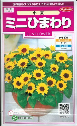 花種子　『サカタのタネ』　ミニひまわりタネ　小夏　2ml袋詰　(約15本分)　【送料込み】