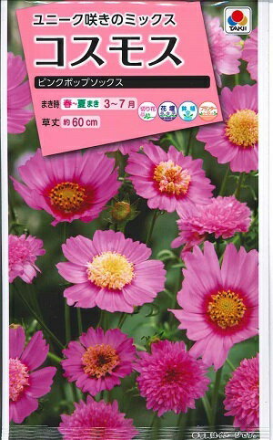花種子　『タキイ種苗』　コスモス　ピンクポップソックス　1ml袋詰　【送料込み】　約45本分