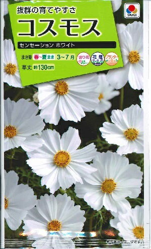 花種子　『タキイ種苗』　コスモス　センセーションホワイト　2ml袋詰　【送料込み】　約60本分