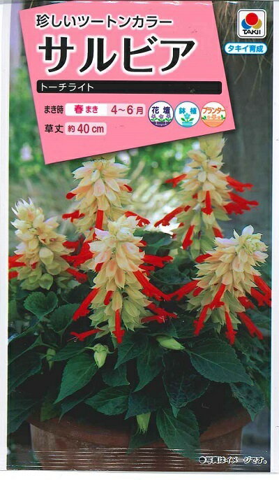 花種子 サルビア「トーチライト」　0.4ml（約25本分）（タキイ種苗）　【送料込み】　セージ／緋衣草／ひいそう／ヒイソウ／花壇／鉢植え／プランター