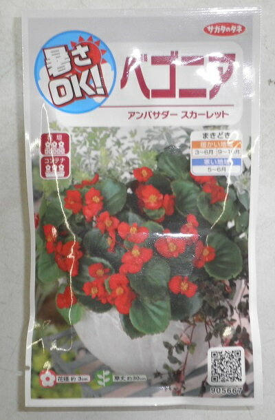 花種子　『サカタのタネ』　ベゴニア　アンバサダ－スカ－レット　30粒詰　