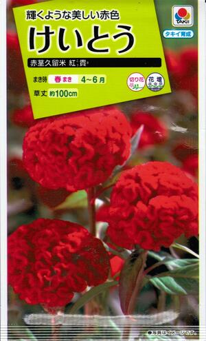 花種子　『タキイ種苗』　けいとう　(赤茎久留米)　紅貴　0.3ml袋詰　【送料込み】