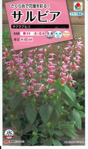 花種子 サルビア「サクラプルコ」 0.1ml(タキイ種苗) 【送料込み】セージ 緋衣草 ひいそう ヒイソウ ベニバナサルビア FSR302