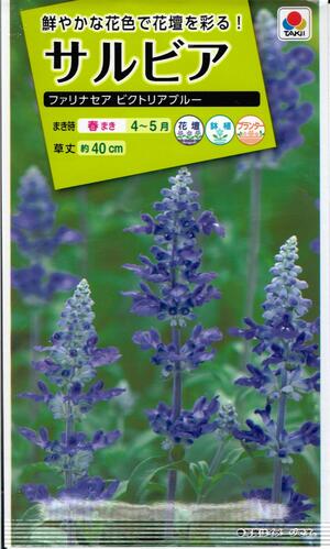 花種子 サルビア「ファリナセア ビクトリアブルー」 0.3ml(タキイ種苗) 【送料込み】セージ 緋衣草 ひいそう ヒイソウ FSR511