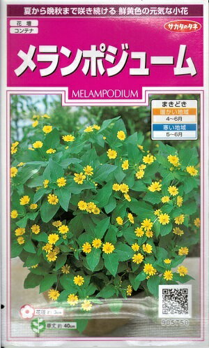 花種子　『　サカタのタネ　』　メランポジューム　1ml袋詰　【　送料込み　】