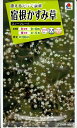 花種子　『　タキイ種苗　』　宿根かすみ草(スノーフレーク)　0.4ml袋詰　【　送料込み　】
