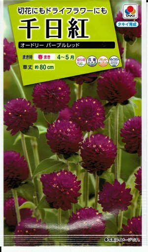花種子　『　タキイ種苗　』　千日紅(オードリー　パープルレッド)　0.3ml袋詰　
