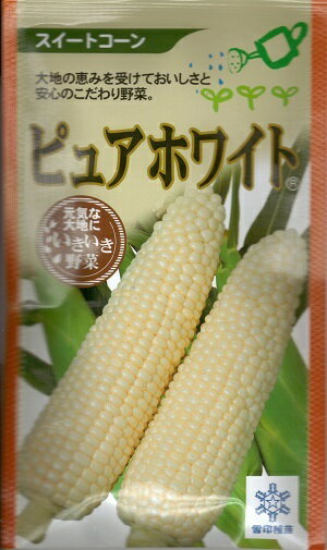 野菜種子　トウモロコシ種　『　雪印種苗　』　ピュアホワイト　30ml袋詰　【　送料込み　】