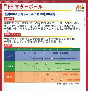 野菜種子　『ヴィルモランみかど』　スイカ種子　FRマダーボール　10粒詰　/　200粒詰　【送料込み】 2