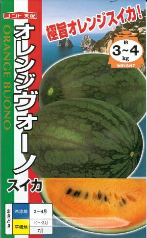 野菜種子 オレンジスイカ「オレンジヴォーノ」　7粒／50粒／200粒（ナント種苗）　【送料込み】オレンジボーノ 西瓜 すいか