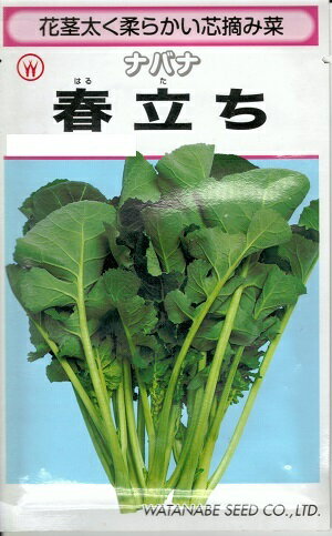野菜種子 ナバナ「春立ち」3.3ml／20ml／2dl（渡辺採種場）　【送料込み】はるだち ハルダチ 菜花 なばな 菜の花 なの花 なのはな