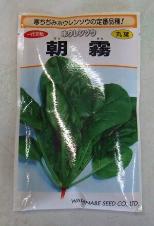 野菜種子 ホウレンソウ「朝霧」　1dL／1L（渡辺採種場）【送料込み】あさぎり アサギリ 法蓮草 ほうれ..