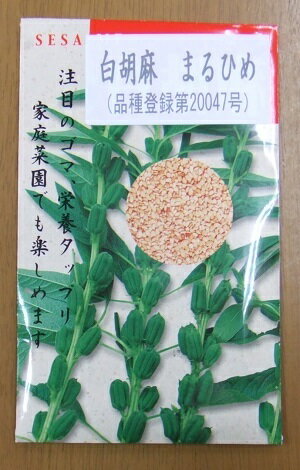 雑穀種子 白ゴマ「まるひめ」　20ml（佐藤政行種苗）　【送料込み】白胡麻 しろごま シロゴマ 農林水産..
