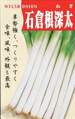 野菜種子 『ネギタネ』 サカタのタネ 石倉一本太葱 20ml袋詰 【送料無料】