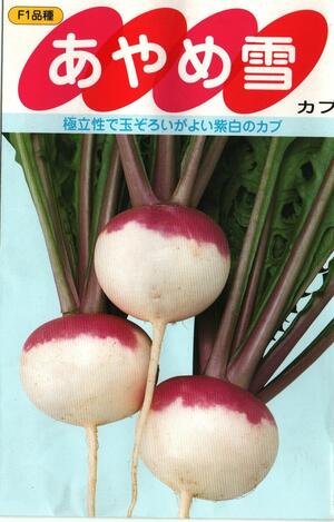 野菜種子　　『サカタのタネ』　　かぶ種子　あやめ雪　3ml詰(約700粒)／10ml詰　　【送料込み】