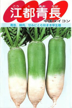 野菜種子　ダイコンたね　(サカタのタネ)　江都青長　10ml袋詰　【送料込み】