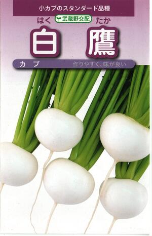 野菜種子　コカブたね　(武蔵野種苗園)　白鷹　3ml袋詰　【送料無料】のサムネイル