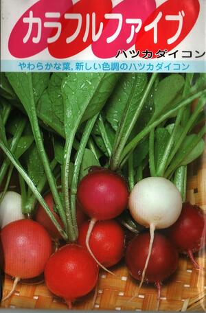 野菜種子　二十日ダイコンたね　(サカタのタネ)　カラフルファイブ　20ml袋詰【送料無料】のサムネイル