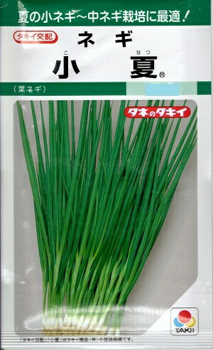 野菜種子 葉ネギ「小夏（こなつ）」15ml（約2,200粒）／2dl（タキイ種苗）　【送料込み】　葉葱／はねぎ／ハネギ