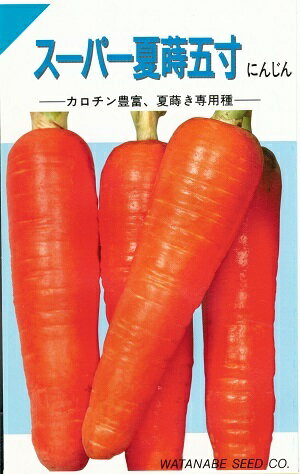 野菜種子 ニンジン「スーパー夏蒔五寸」　6ml／20ml／50ml／1dl（渡辺採種場）　【送料込み】 五寸人参..