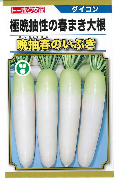 楽天鈴乃園　楽天市場店野菜種子 ダイコン「晩抽春のいぶき」　3ml／10ml／20ml／8,000粒／コート200粒／コ－ト500粒／コ－ト1,000粒／コ－ト5,000粒（トーホク）　【送料込み】 総太り大根 だいこん ばんちゅうはるのいぶき